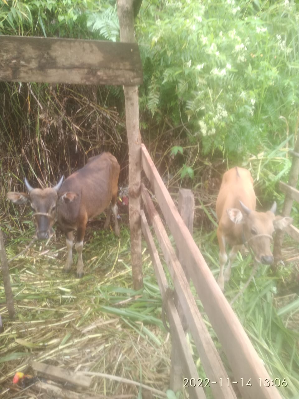 Peternakan sangat Berpotensi di Kampung Arul Gading